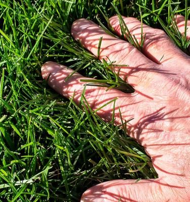 pHWert im Boden messen Liebe deinen Garten DE